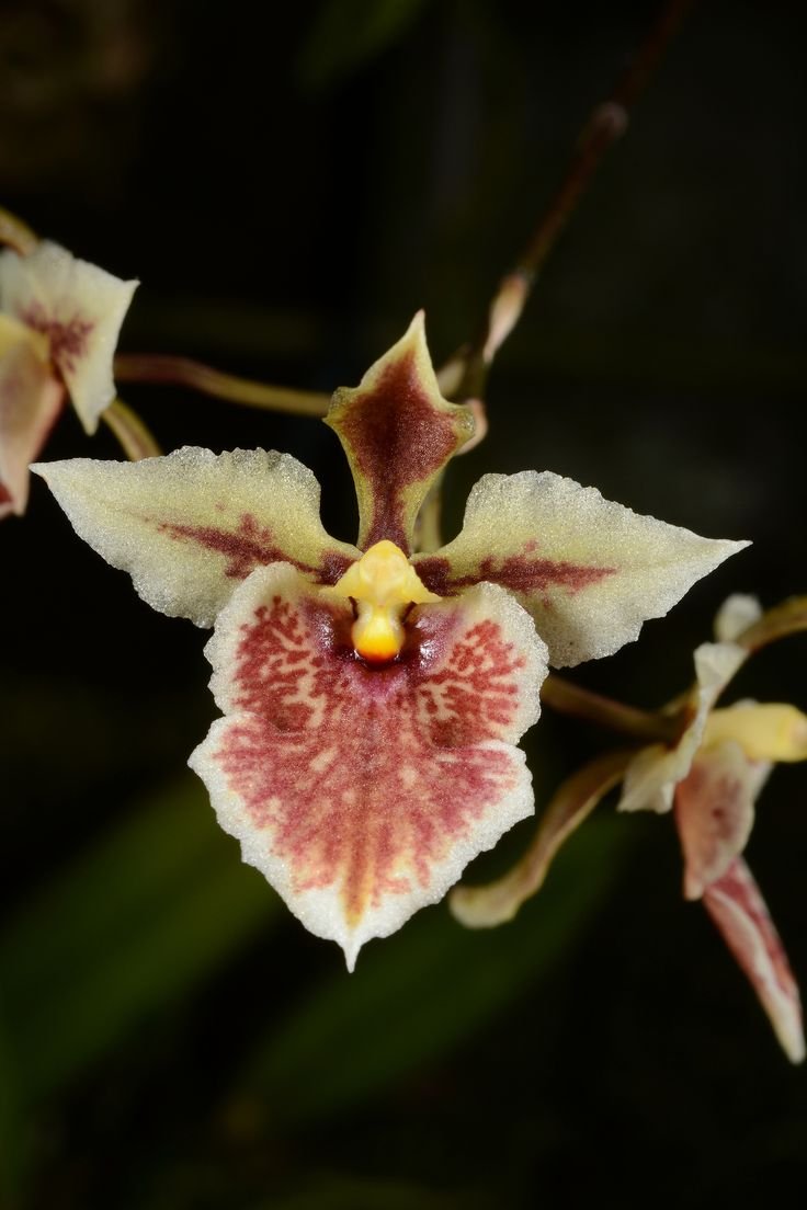 Орхидеи Tolumnia
