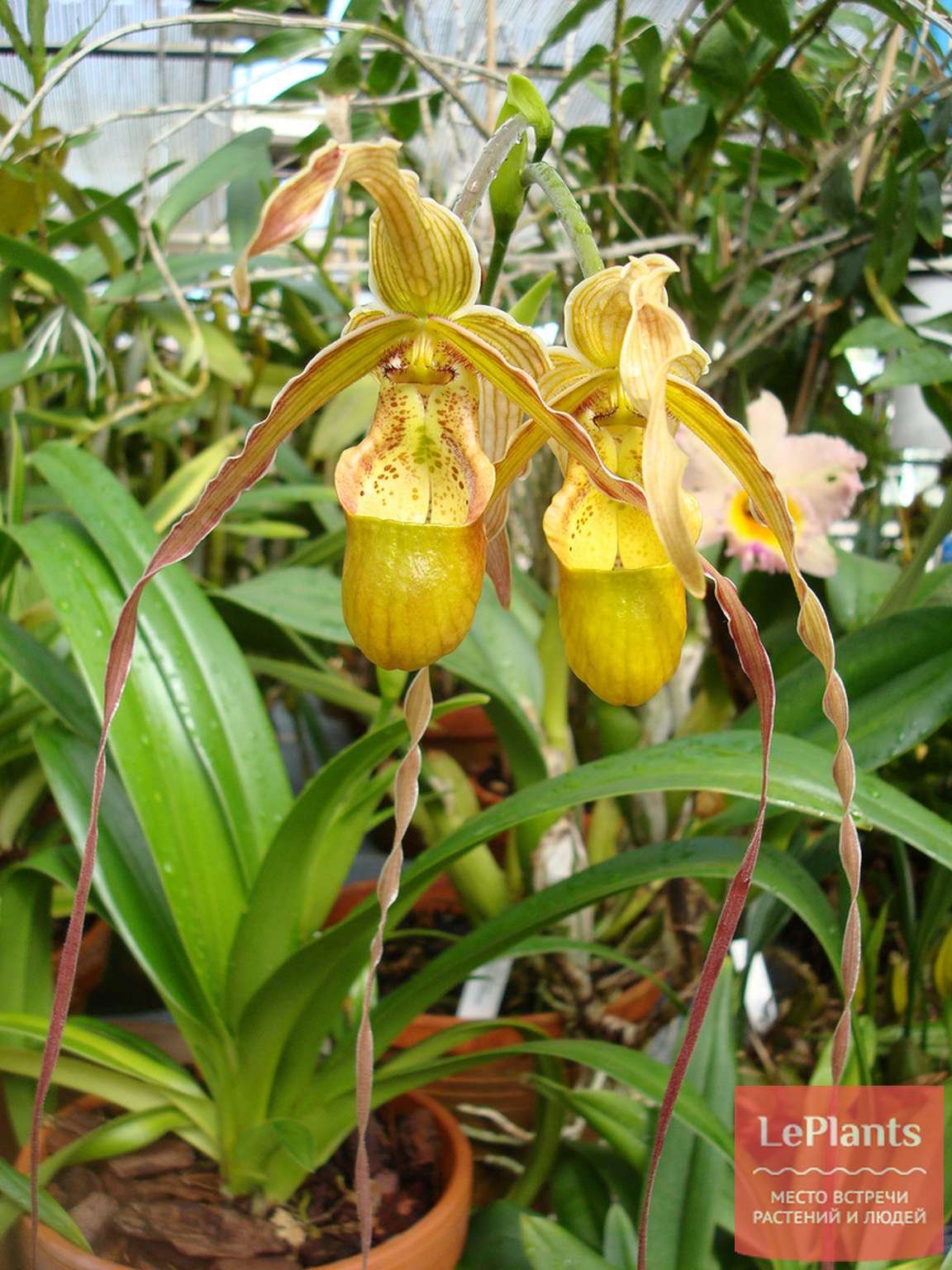 орхидея с узкими листьями фото