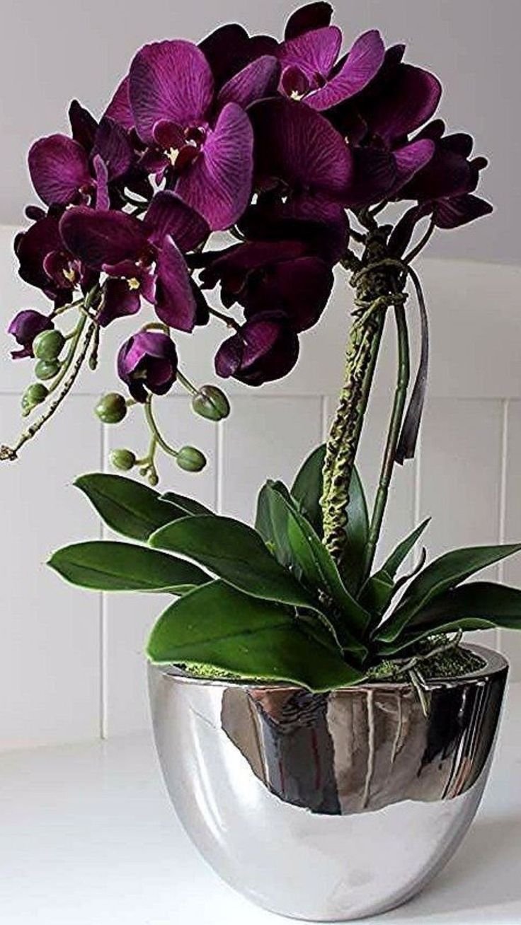 Орхидея фиолетовая в горшке