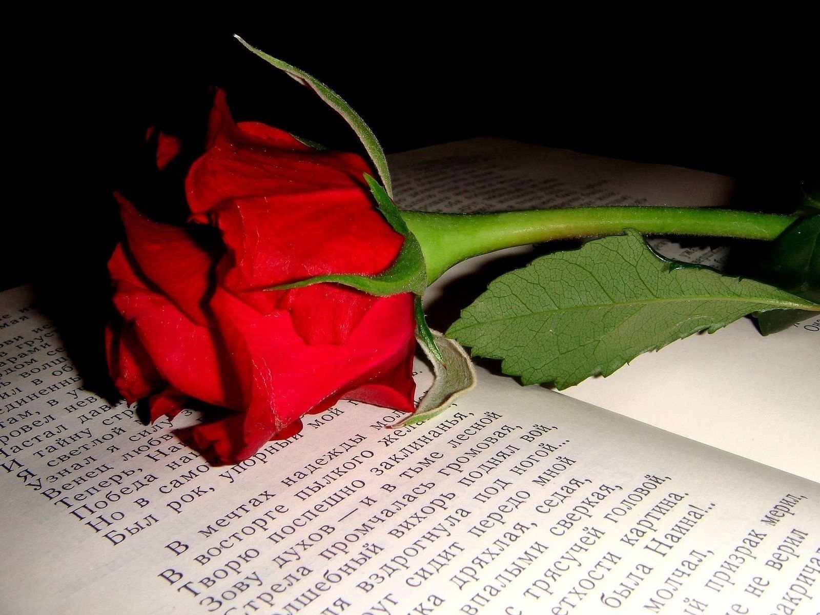 Книга про розы. Цветы любимому поэту. Книга цветы.