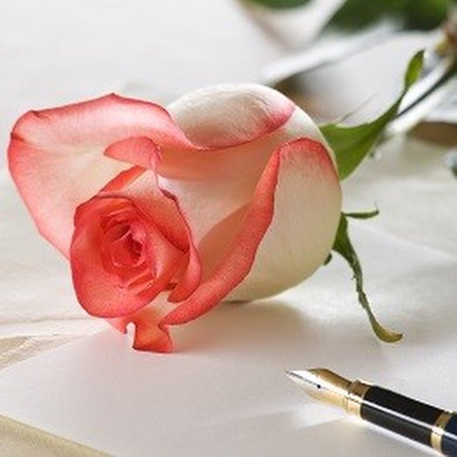 Красивые стихи про розы