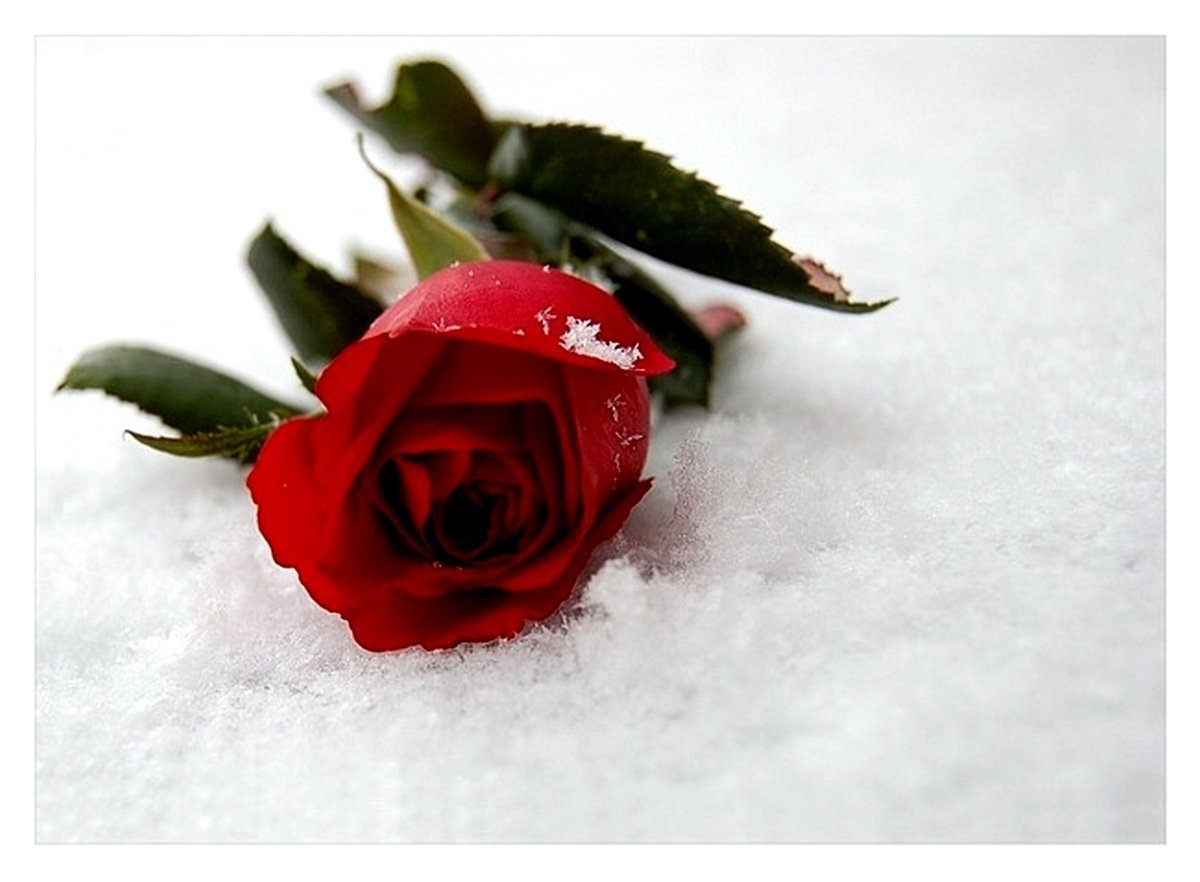 Красивые розы стихи. Розы зимой. Розы на снегу. Картинки розы красивые со стихами. Красивые стихи про розы.