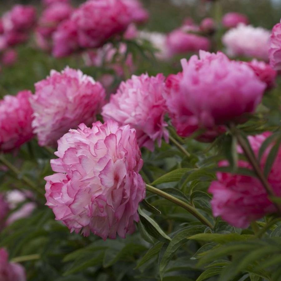 Пион травянистый "Джокер" (Paeonia 'Joker')