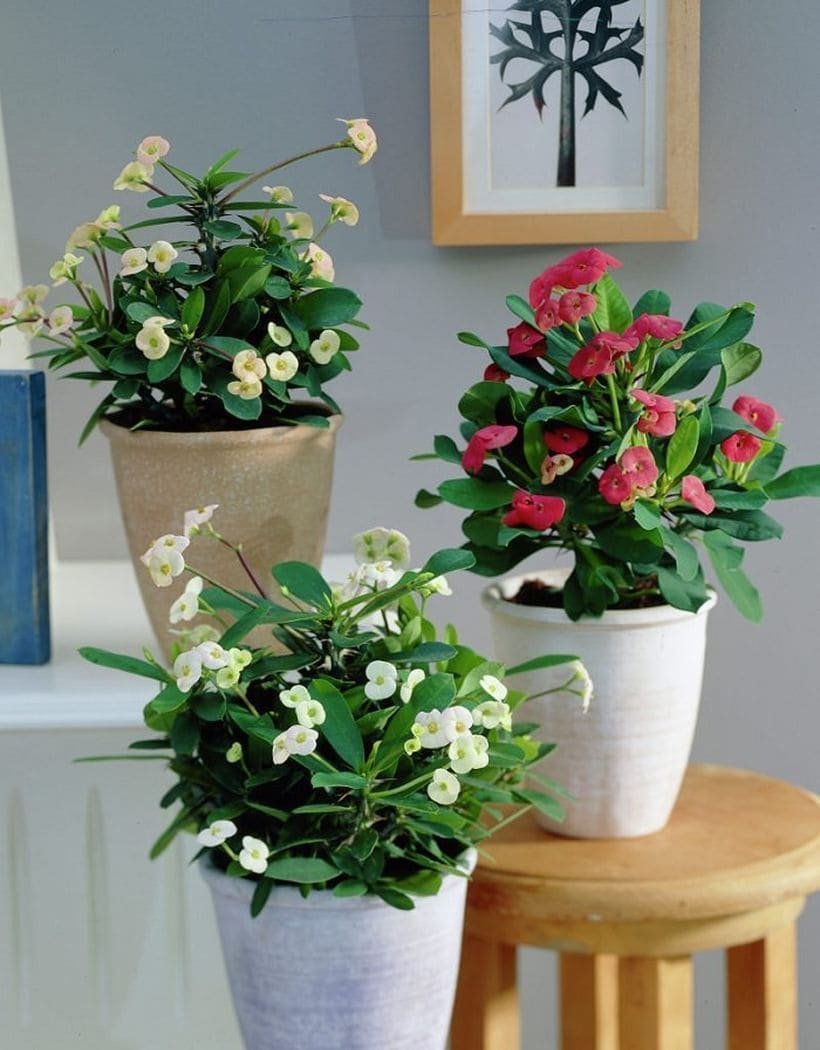 Красивые комнатные растения не цветущие