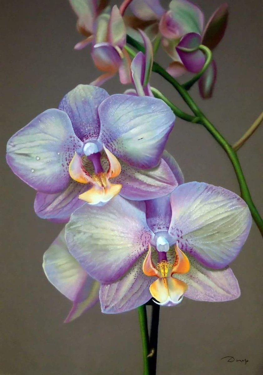 Выкройка орхидеи Каттлея