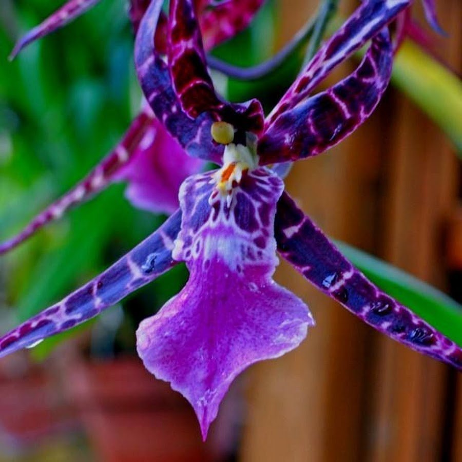 Зеркальная Орхидея
