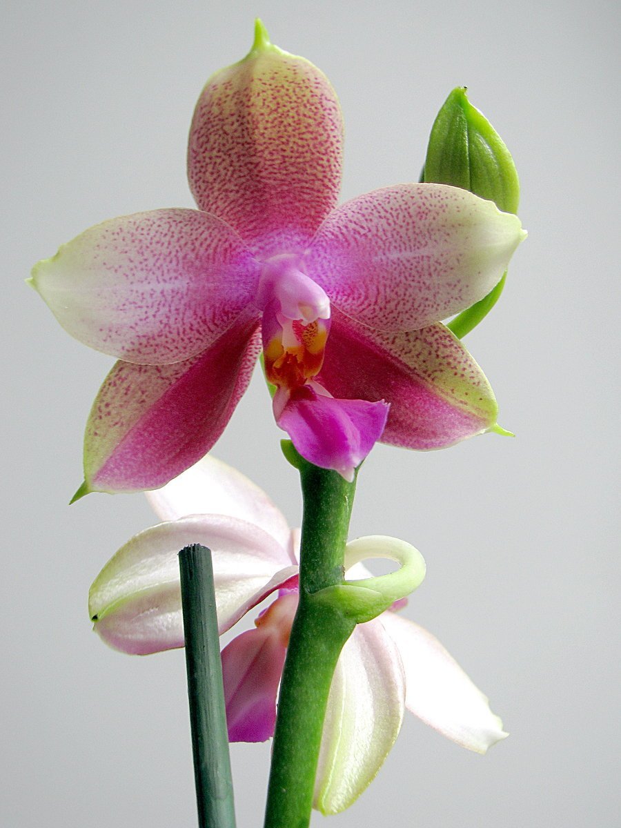 Лиодоро Орхидея