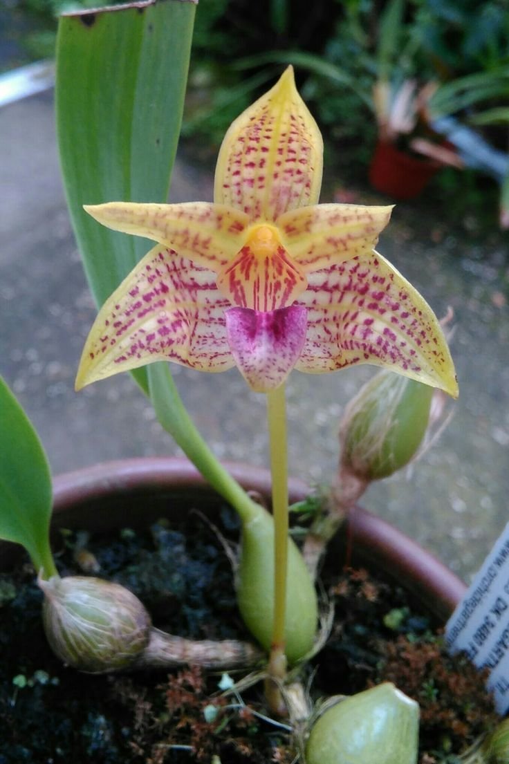 Bulbophyllum Flabellum-Veneris