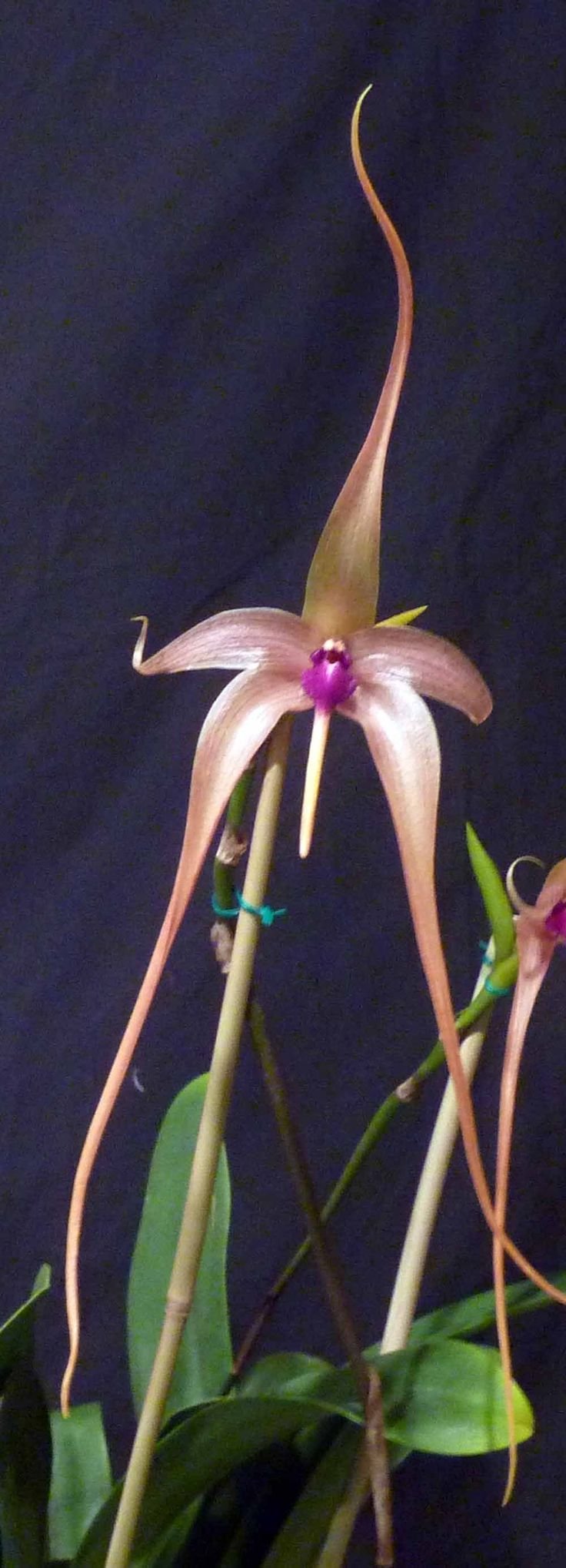 Орхидея бульбофиллум