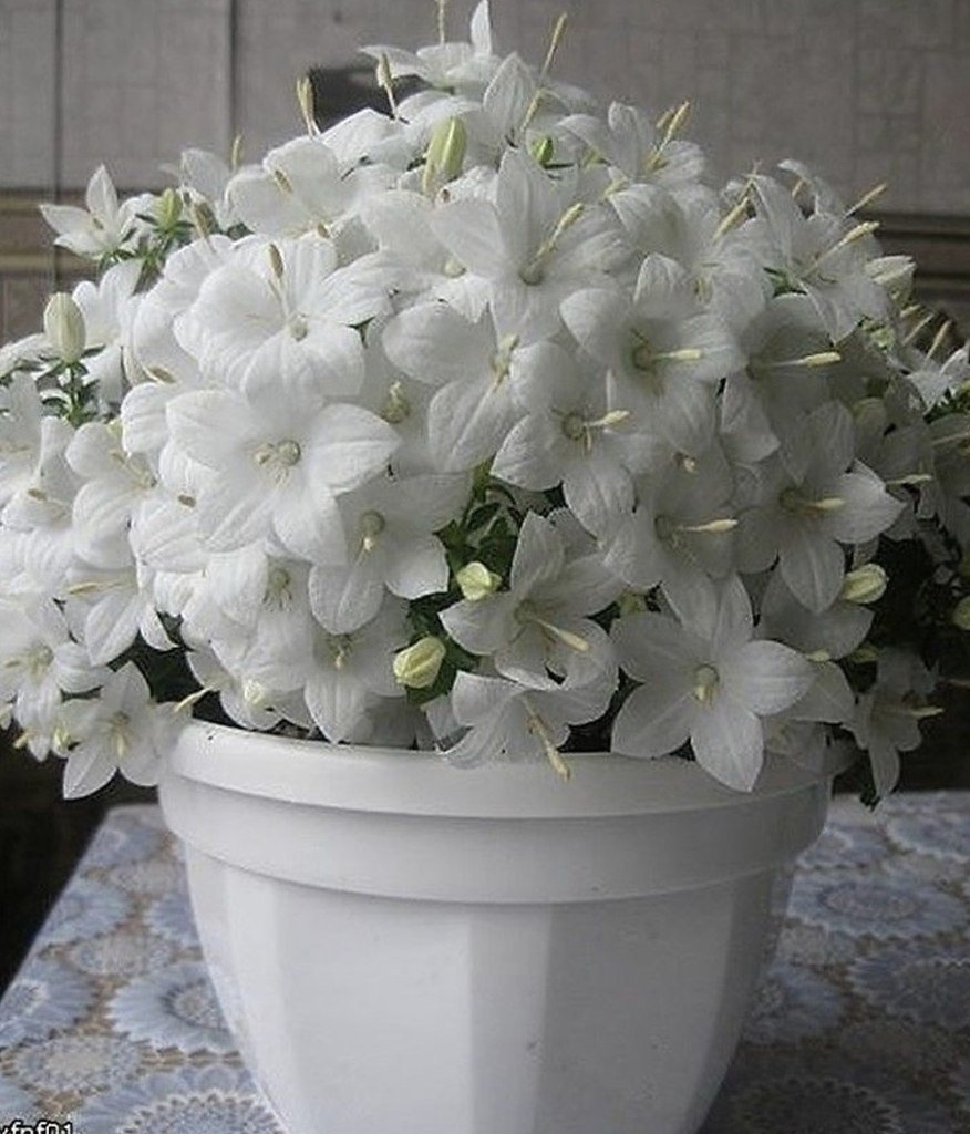 Комнатный цветок с белыми колокольчиками эухарис