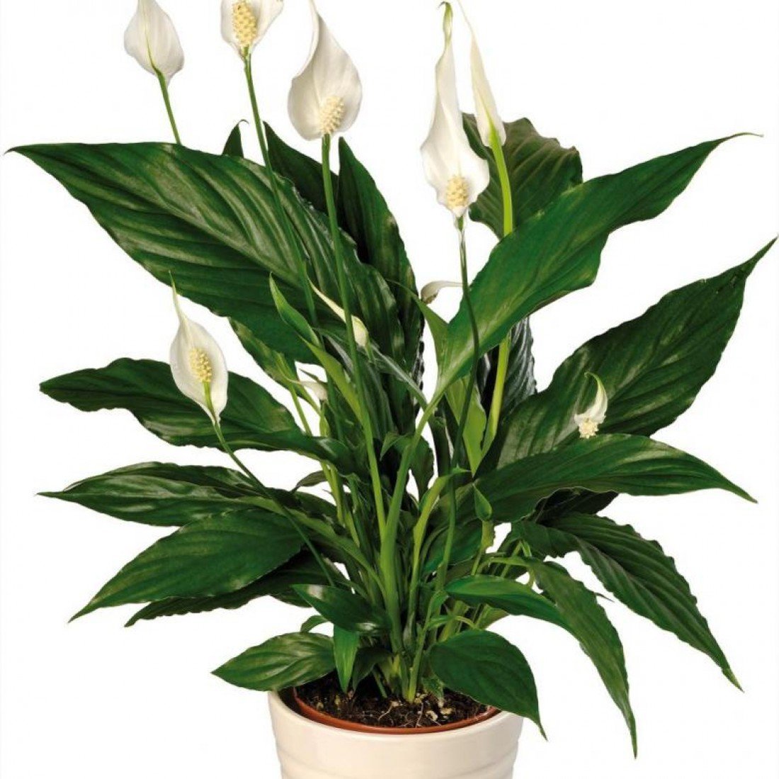 Спатифиллум Уоллиса (Spathiphyllum wallisii)