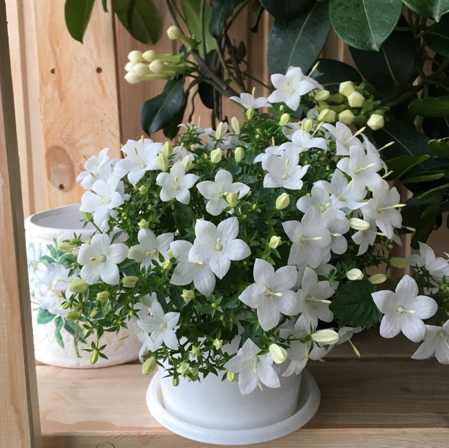 Комнатное растение с крупными белыми цветками
