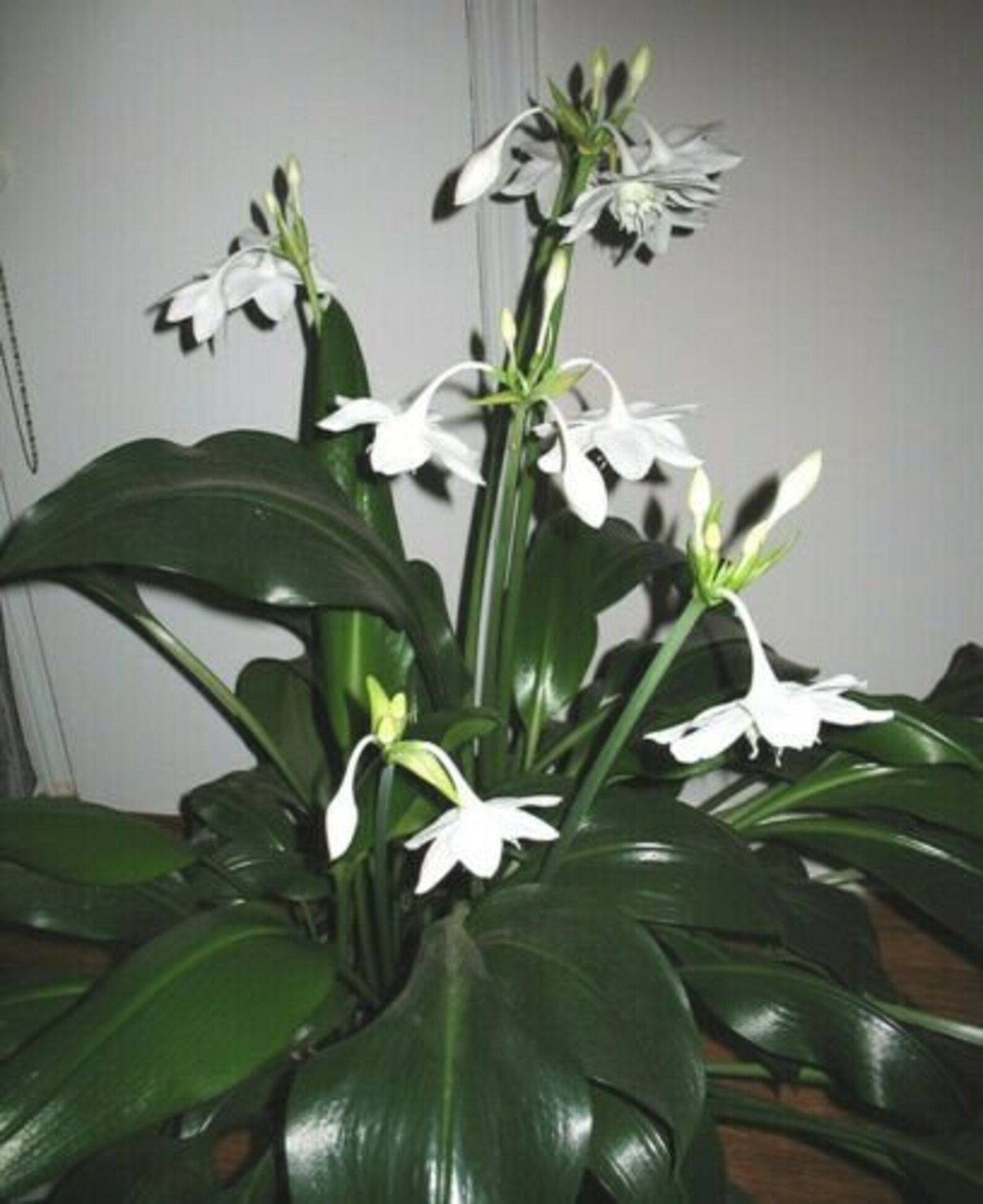 Белый цветок домашний название. Лилия эухарис. Эухарис грандифлора. Эухарис амазонский. Эухарис Амазонская Лилия комнатный.