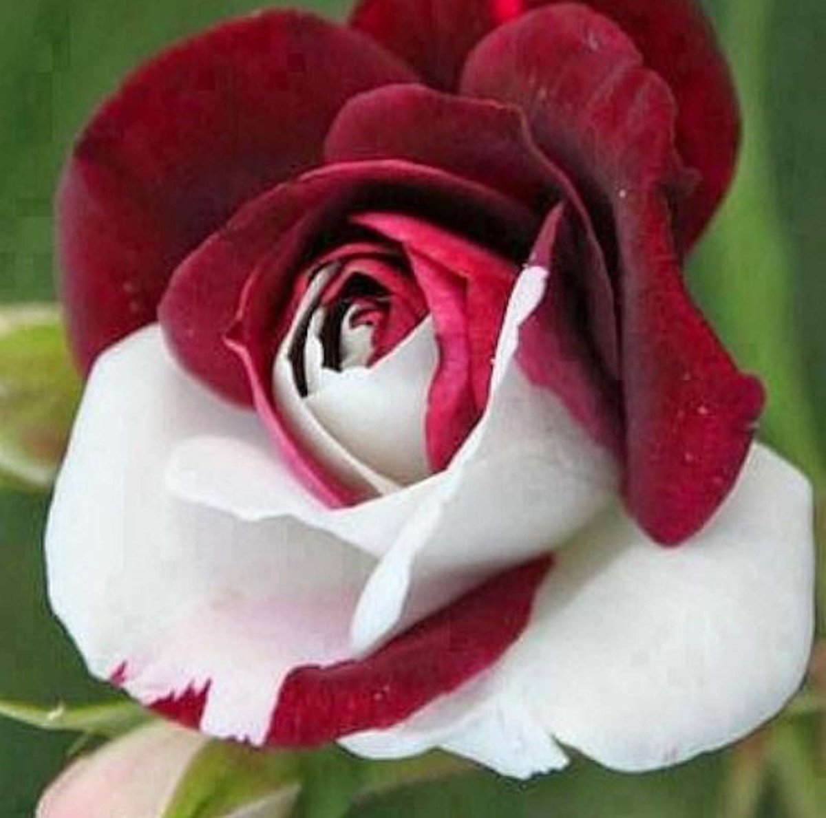 Роза чайно гибридная экзотика