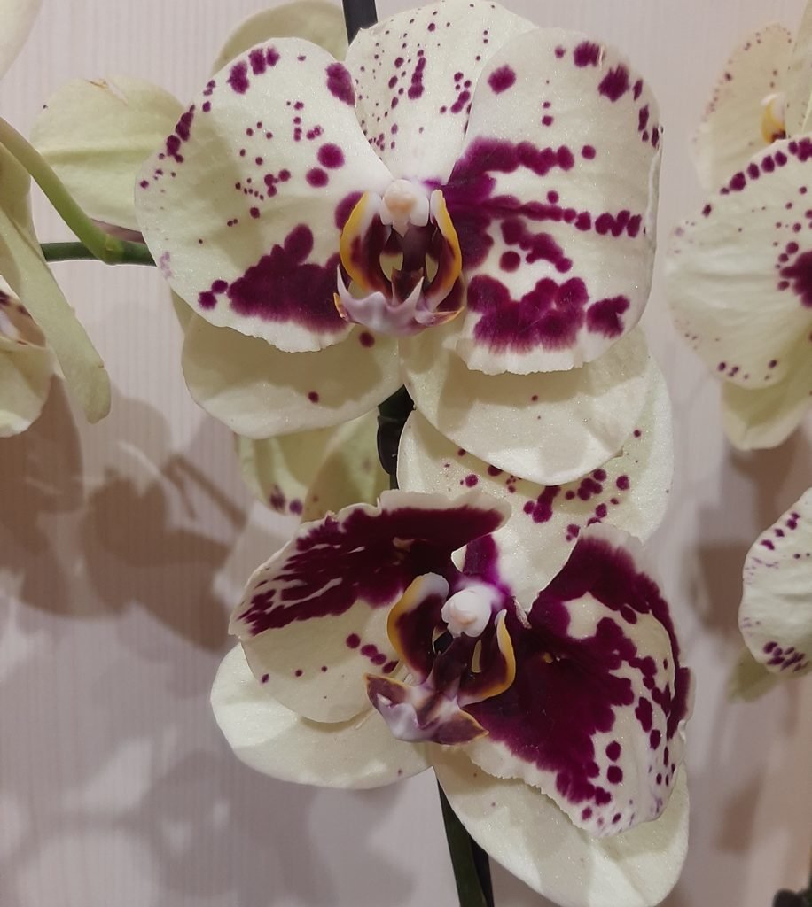 Орхидея эйфория фото