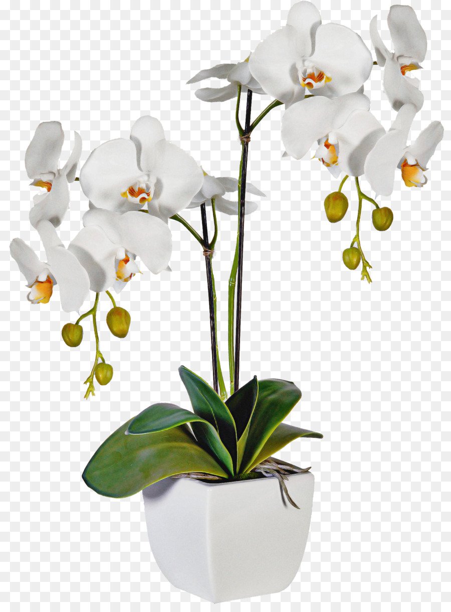 Белая Орхидея в горшке