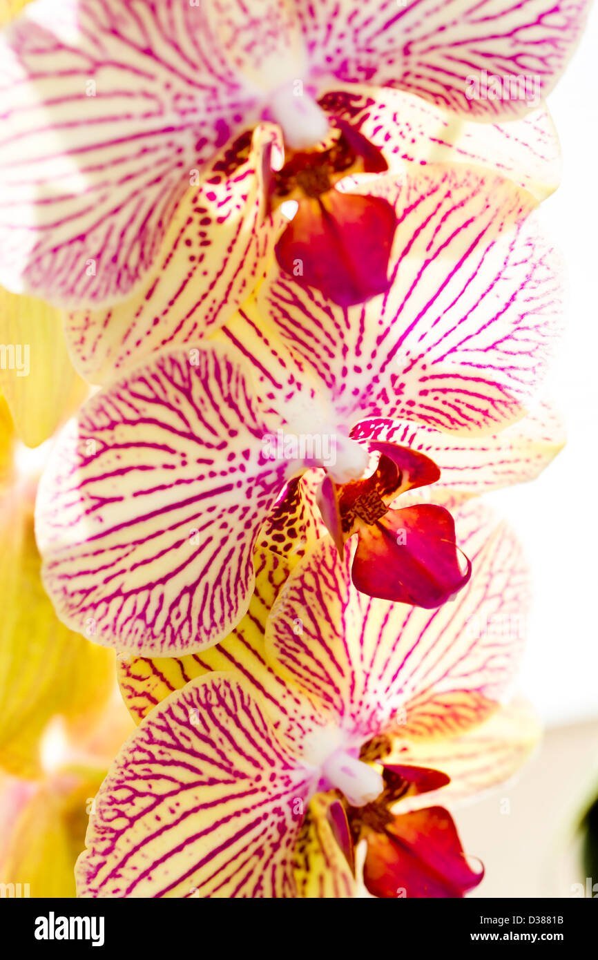 Цвет экзотическая Орхидея