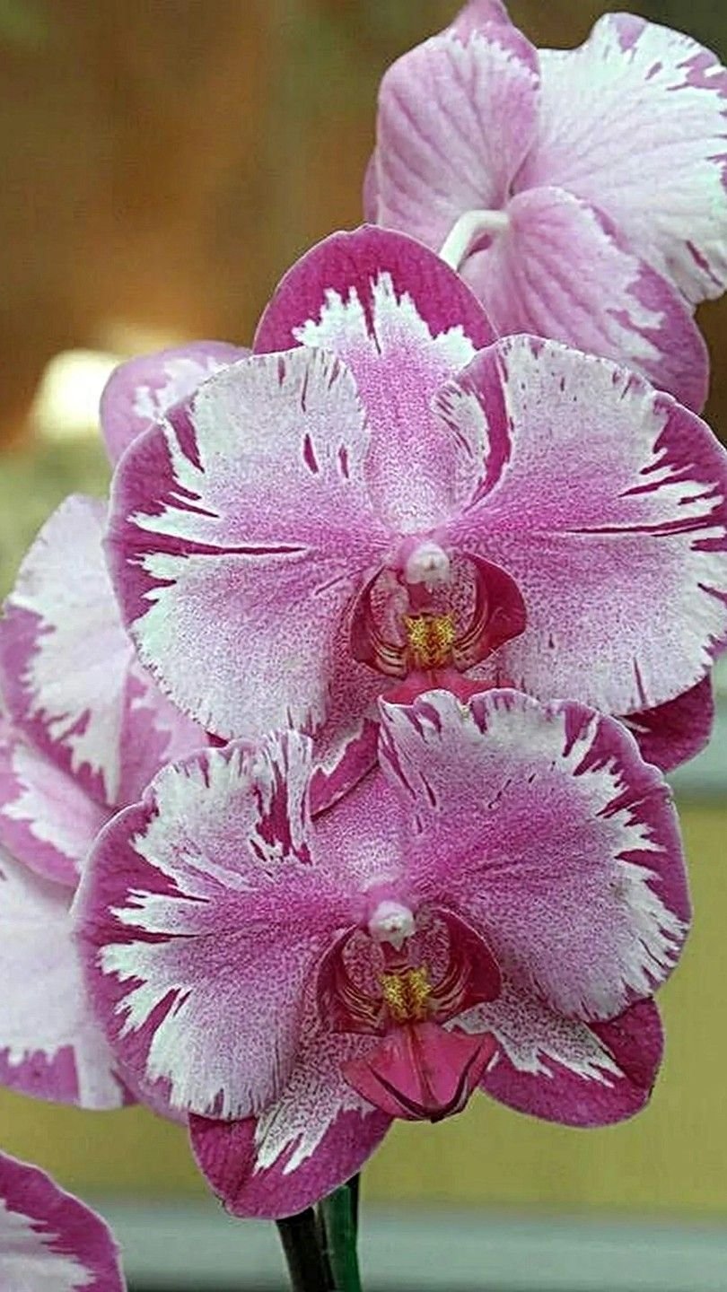 Орхидея Дендробиум Ванда