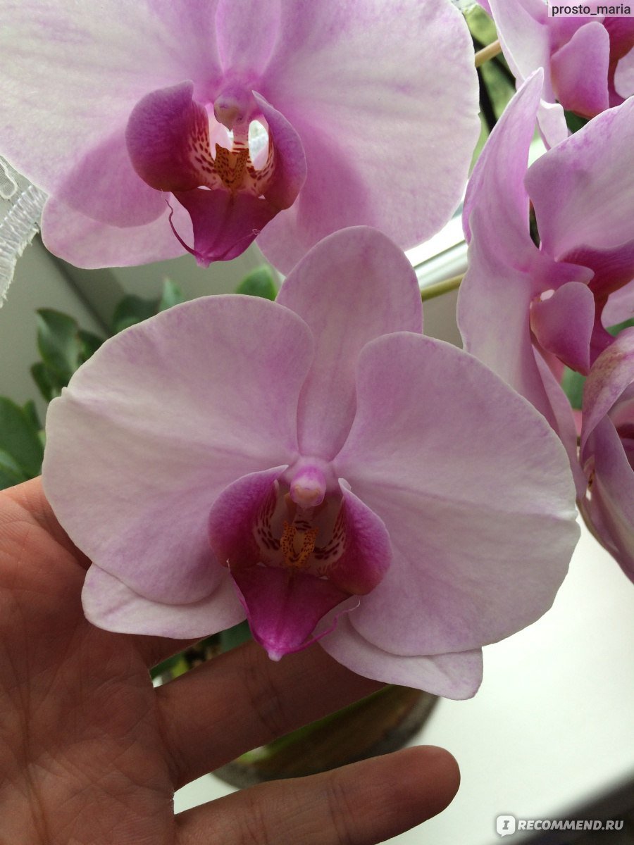 Красивая заставка на рабочий стол орхидеи