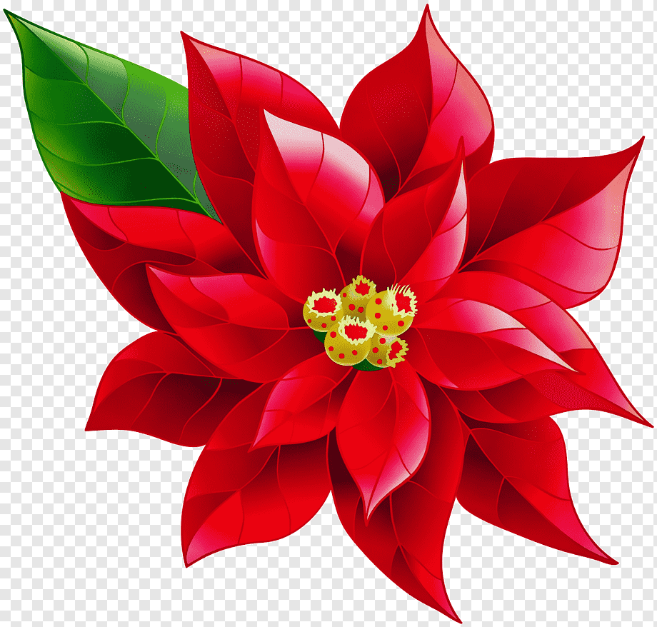 Молочай - пуансеттия (Рождественская звезда)
