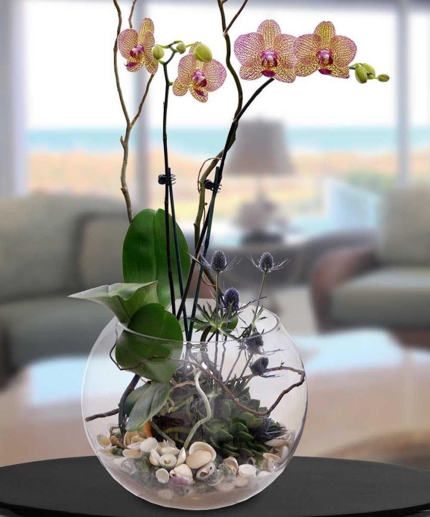 Орхидея фаленопсис суккулент