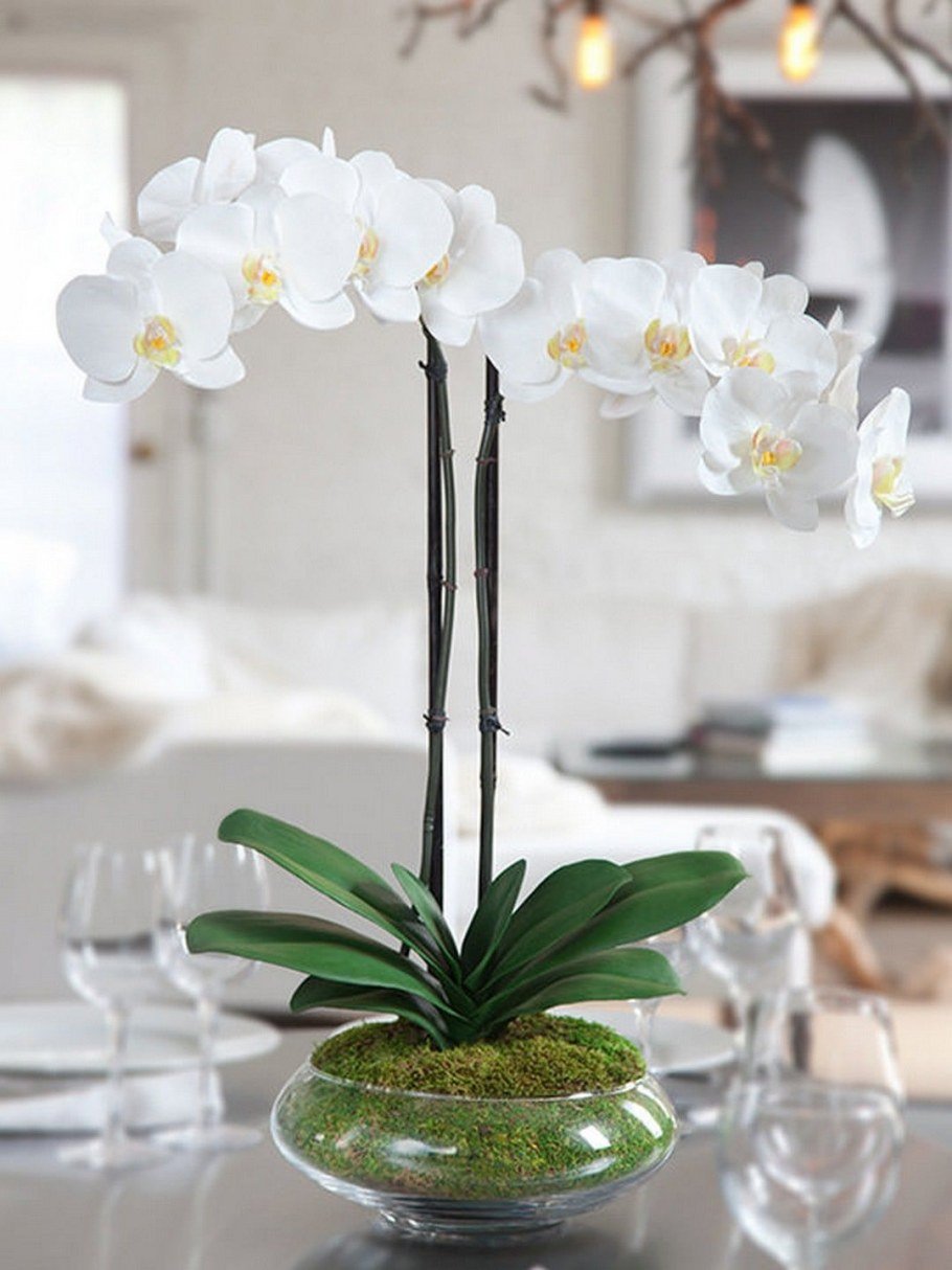 Ванда шампань Орхидея