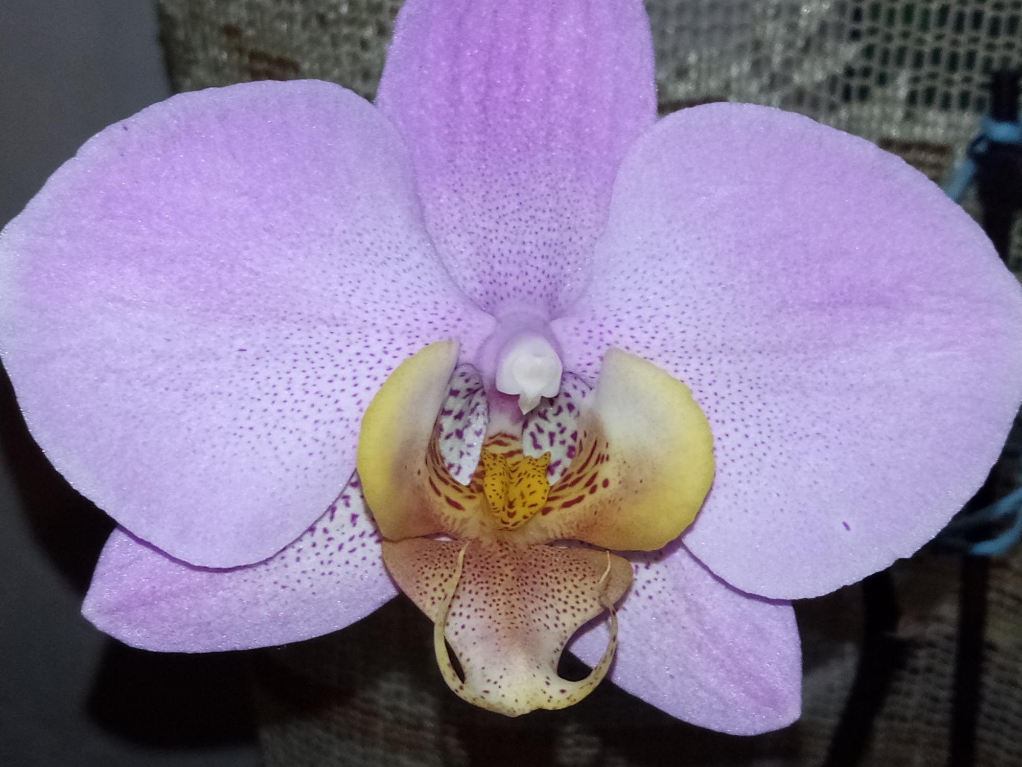 Орхидея Кандела