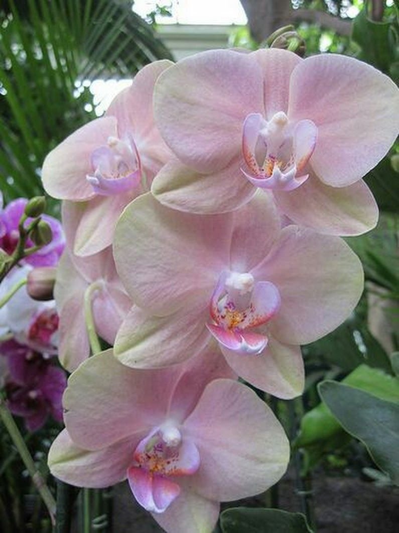 Орхидеи маслом на холсте