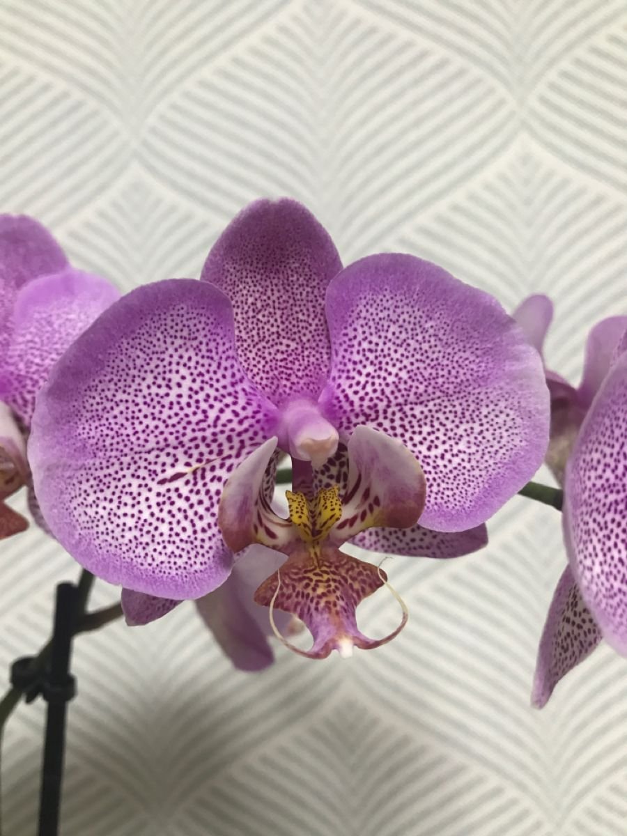 Орхидея Монте Карло