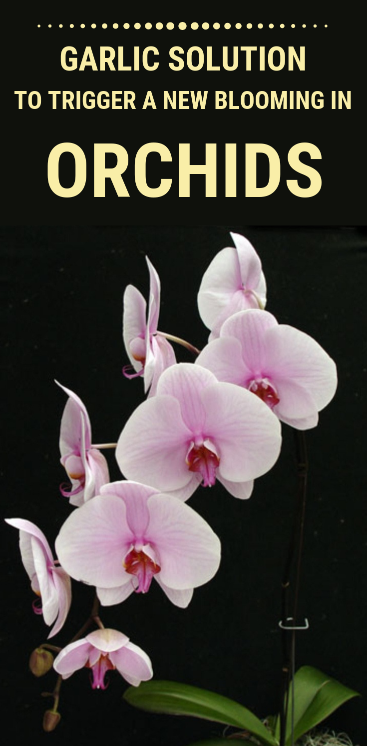 Грандифлора орхидеи фаленопсис