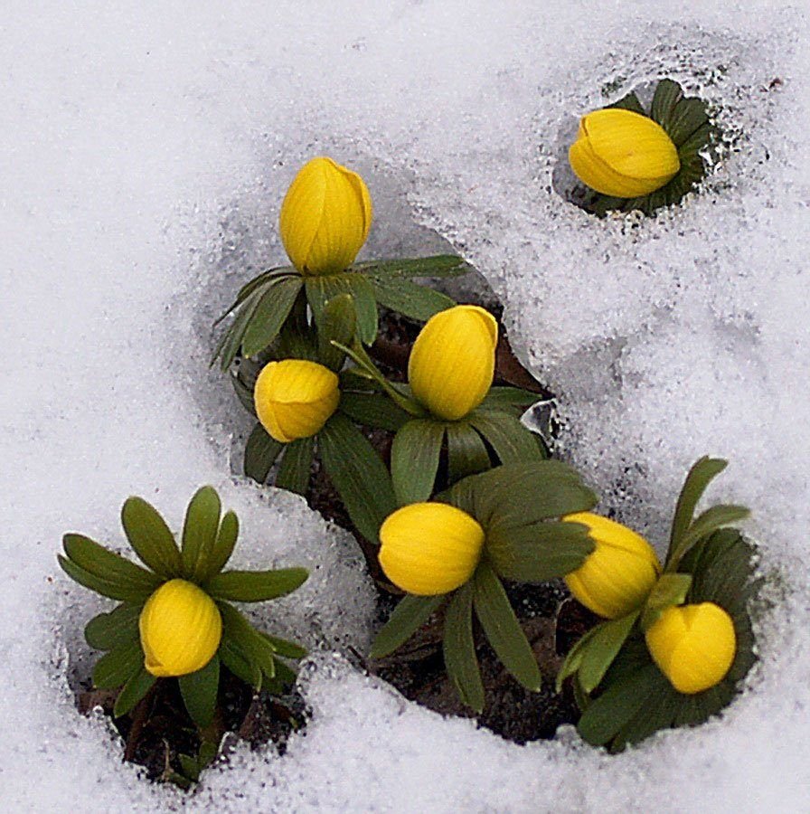 Желтые тюльпаны на снегу