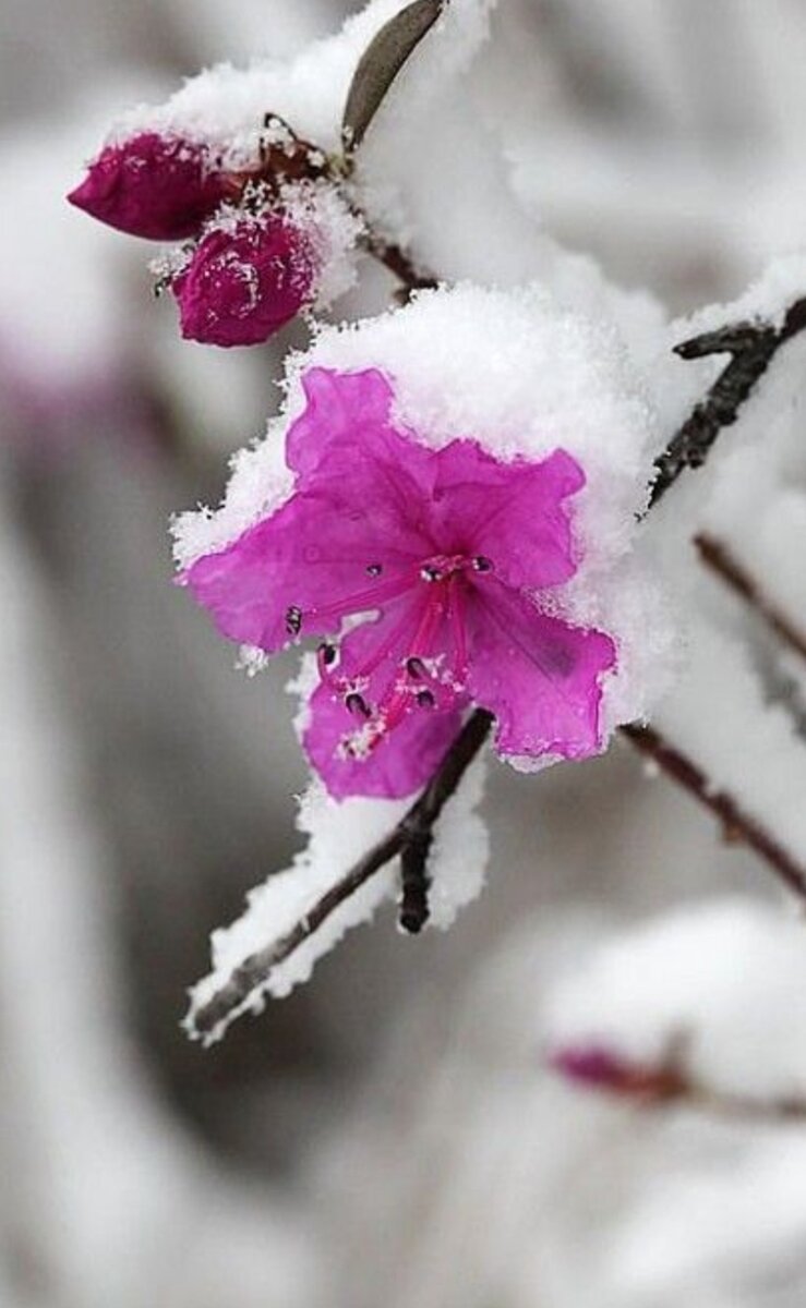 Зимняя фотосессия с цветами