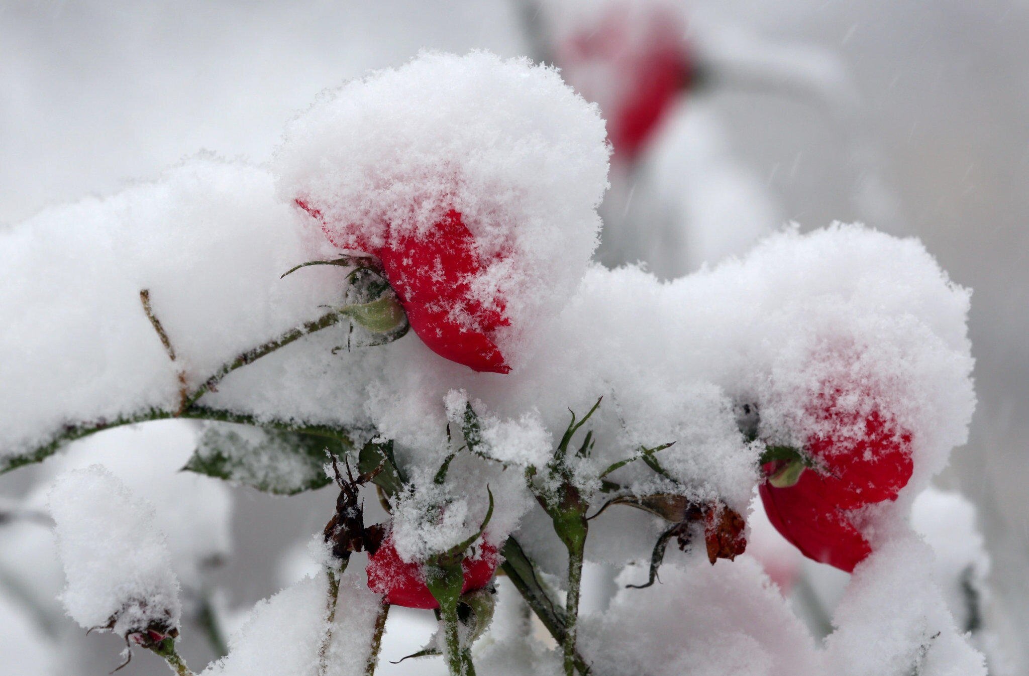 Декабрь сугробы. Зимние цветы. Цветы зимой. Зима снег. Цветы в снегу.