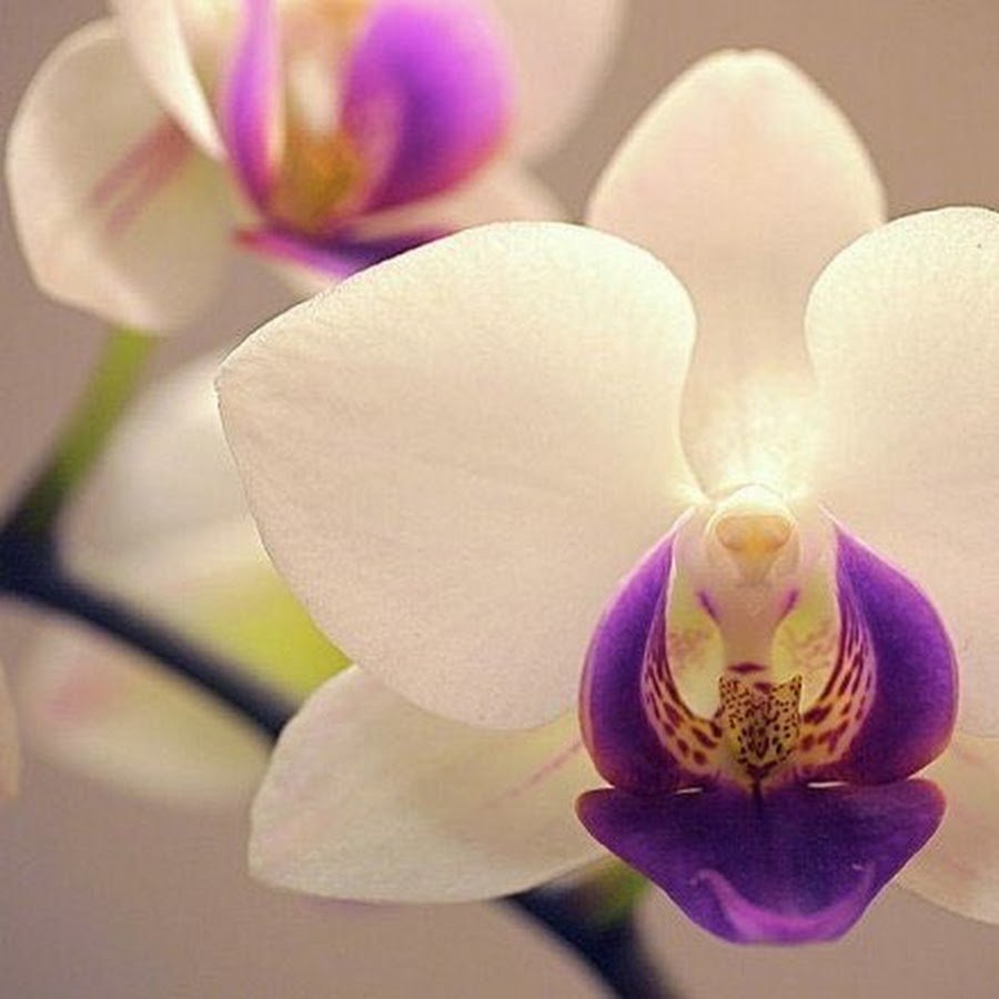Икебана с орхидеей