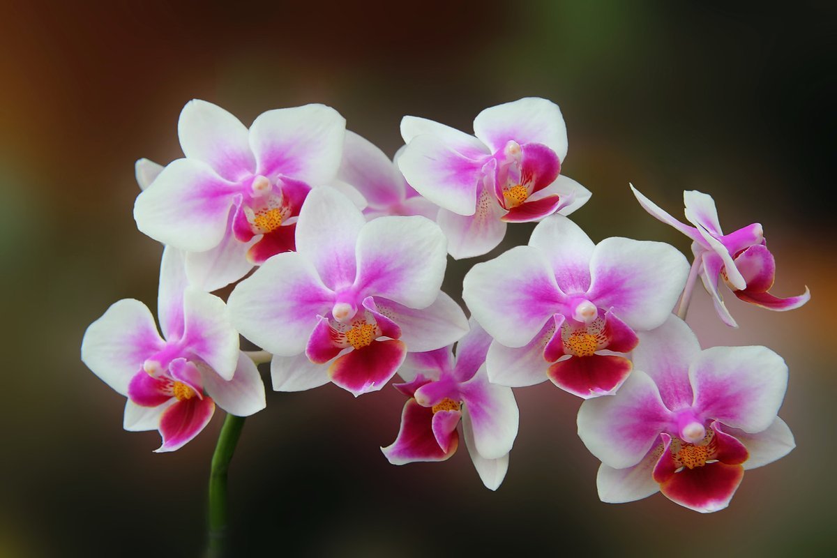 Flowers orchids. Фаленопсис Пиниф. Орхидея фаленопсис Морелия. Фаленопсис Биондоро. Фаленопсис Старфиш.