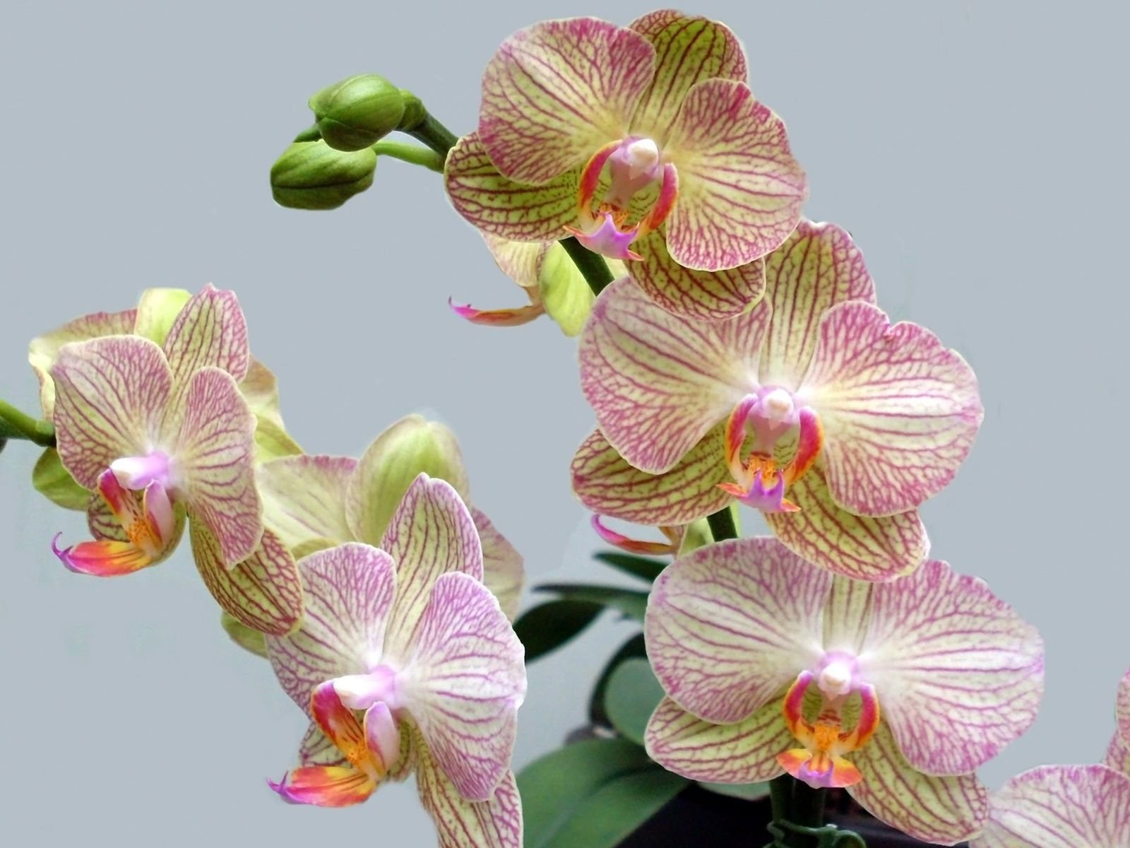 Цветы орхидея бабочка. Равелло Орхидея фаленопсис. Фаленопсис оранж блоссом. Орхидея фаленопсис зеленая. Фаленопсис Равелло пелорик.