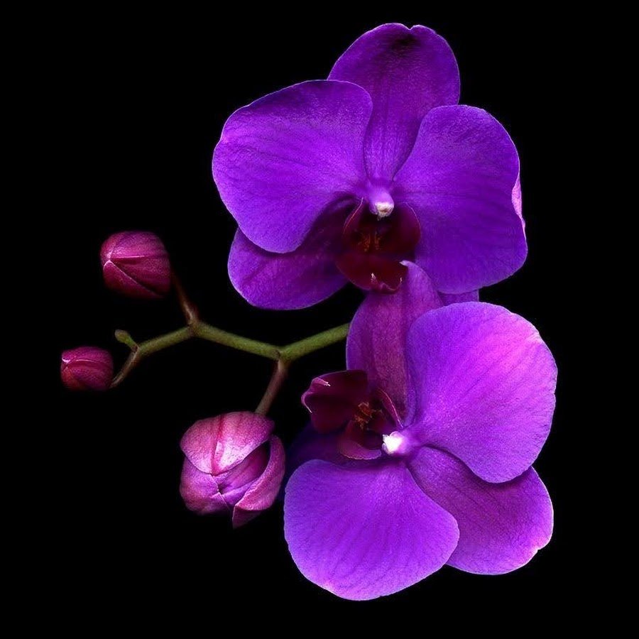 Фаленопсис Rozi фиолетовый