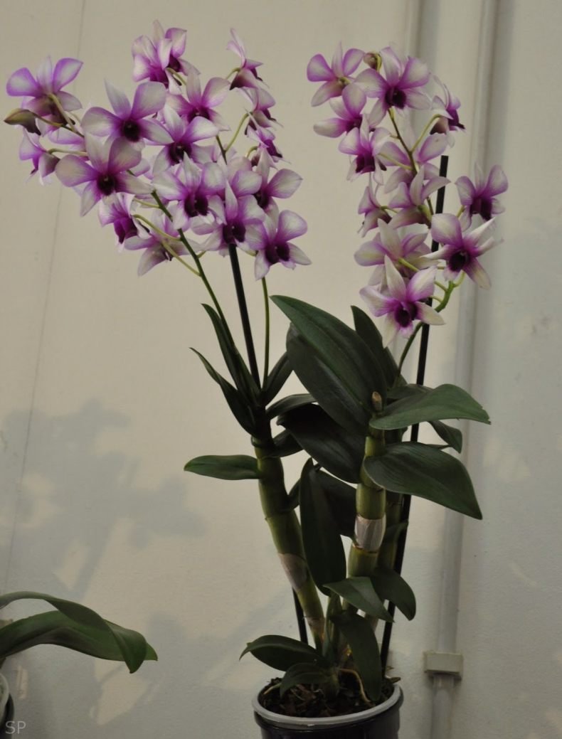 Маори Орхидея