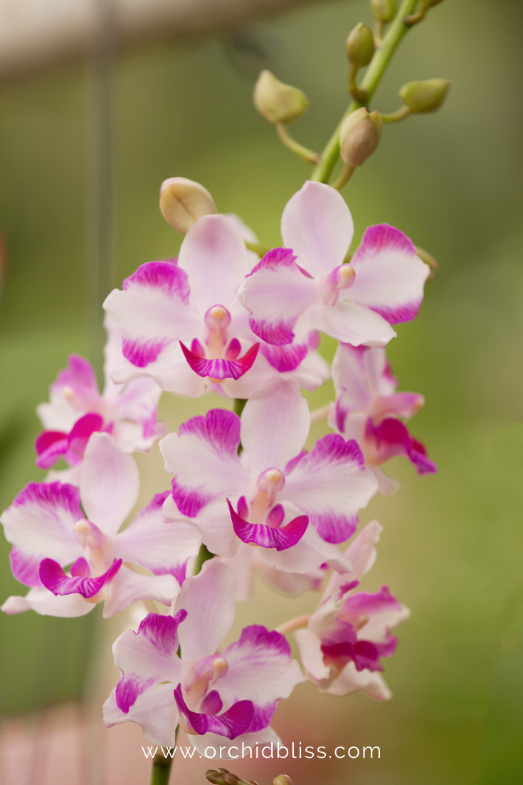 Орхидеи в комнатном цветоводстве