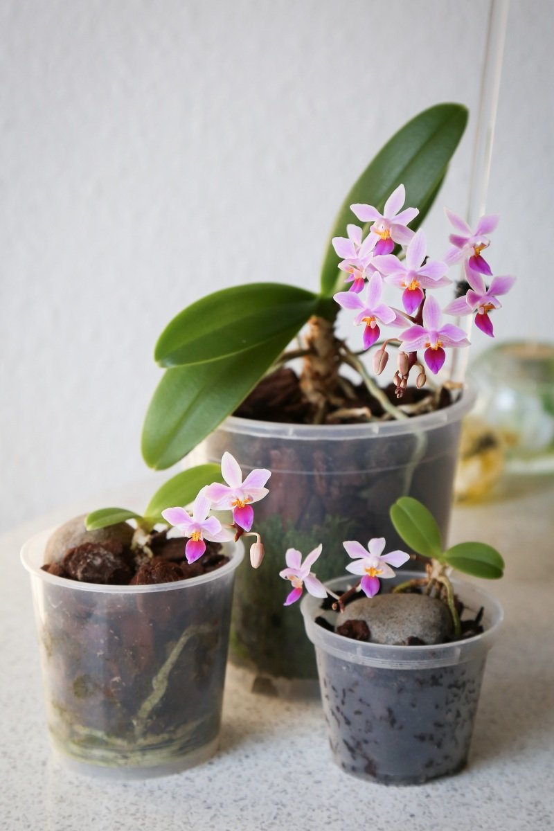 Орхидеи светло лиловые