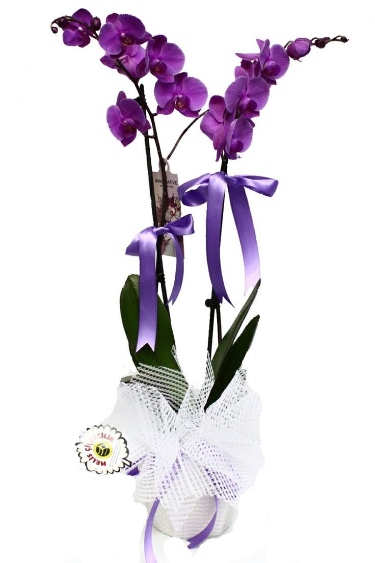 Подарочная упаковка для орхидеи в горшке