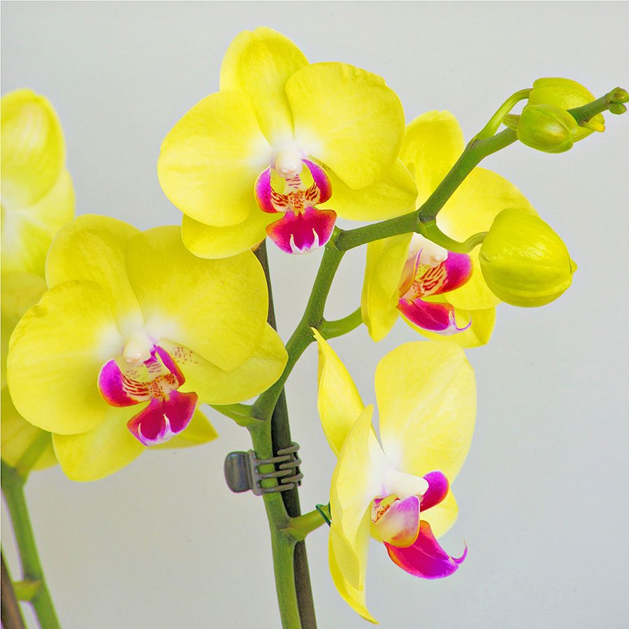 Орхидея голден фиш