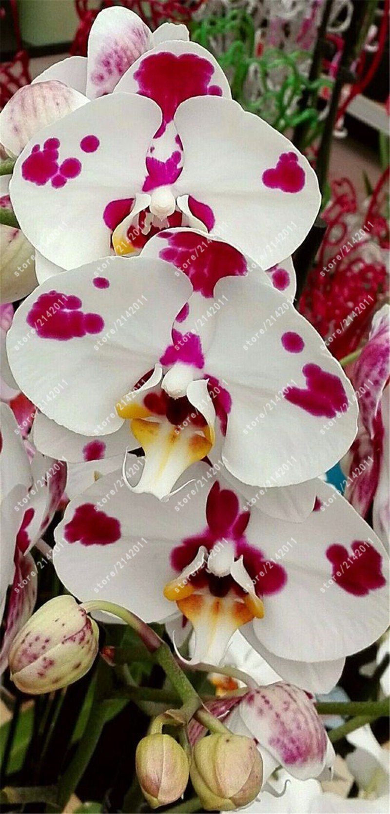 Орхидея фаленопсис Блумингтон
