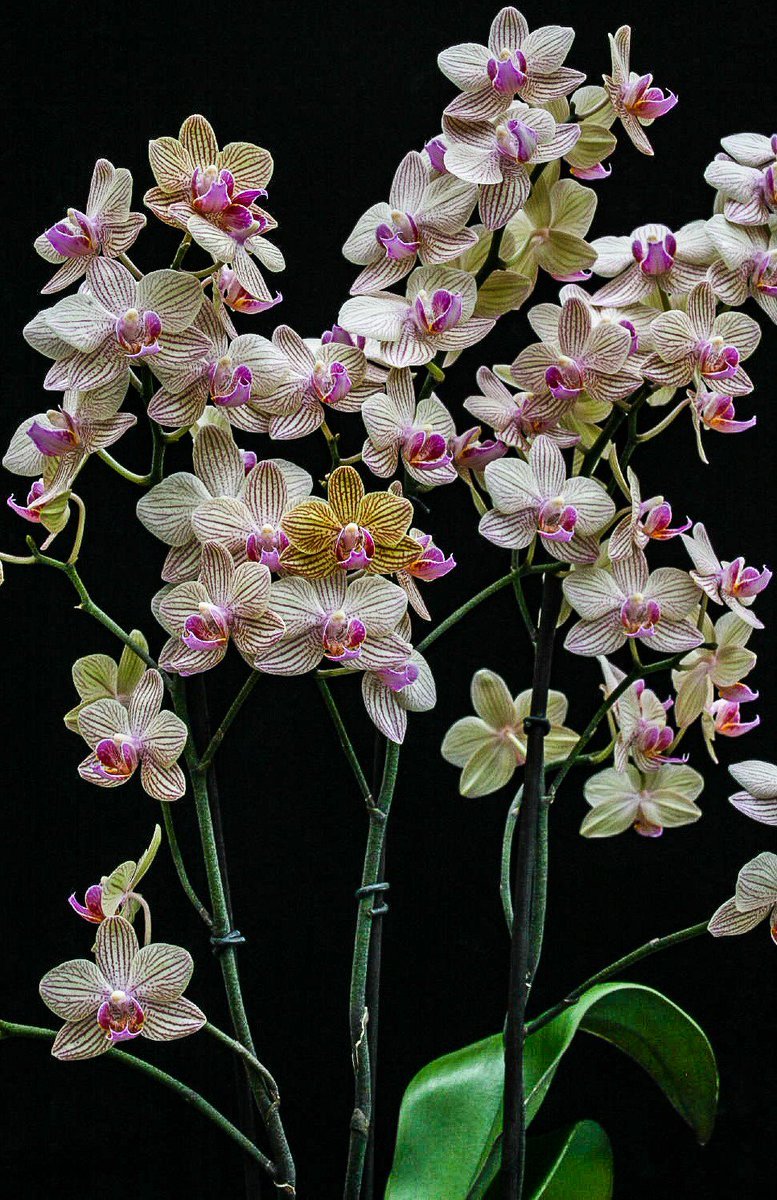 Тайсуко Джаспер Орхидея