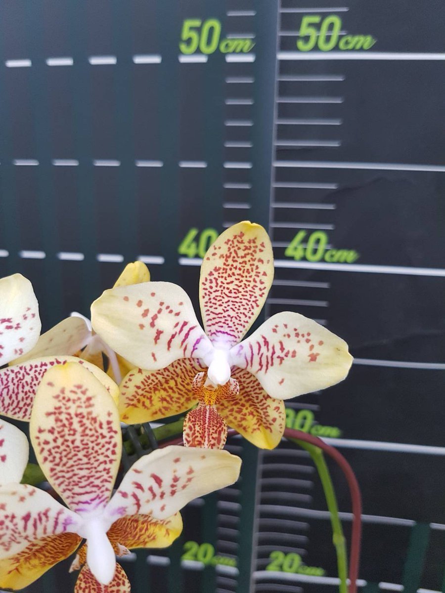 Орхидея фаленопсис Замора