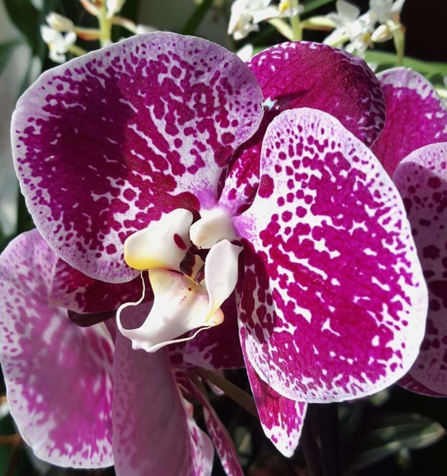 Компилейшен орхидея