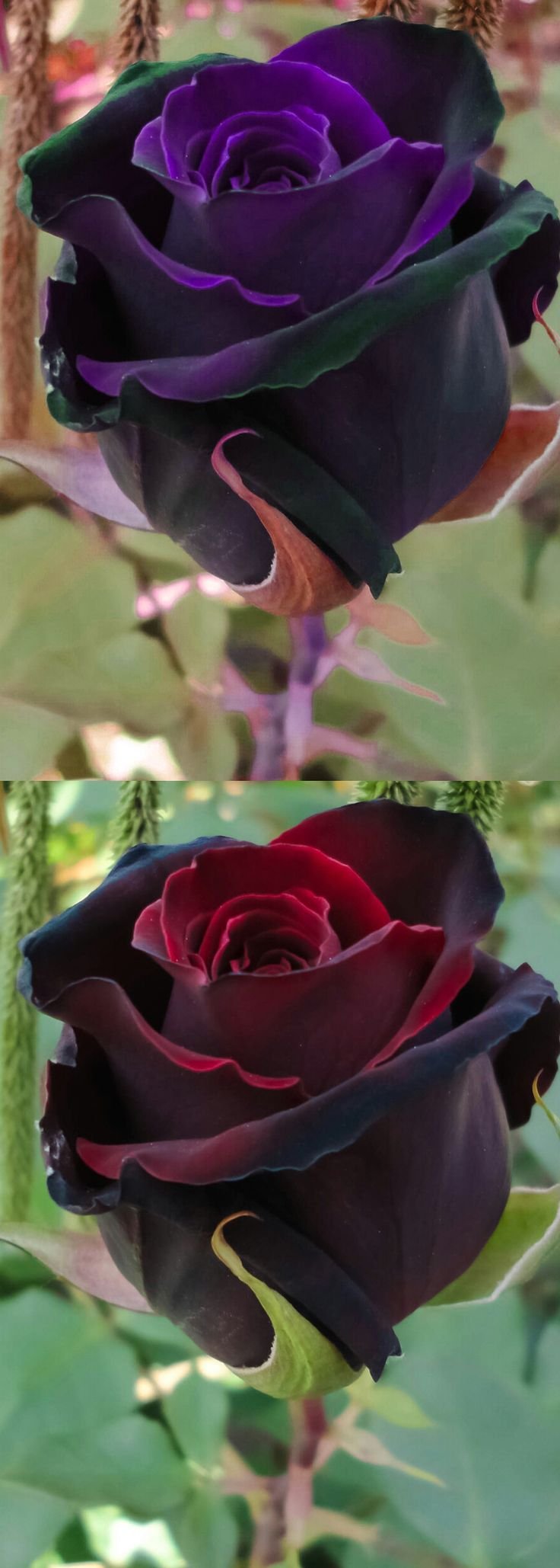 Роза чайно-гибридная Блэк баккара
