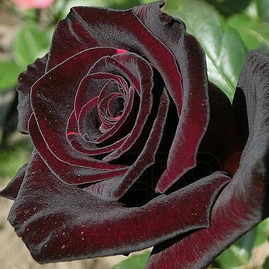 Черная роза сорт Black Baccara