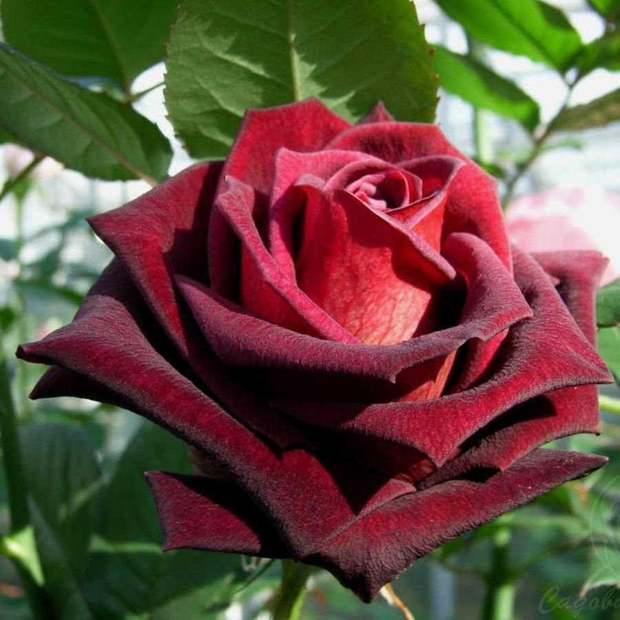 Вельветовая роза