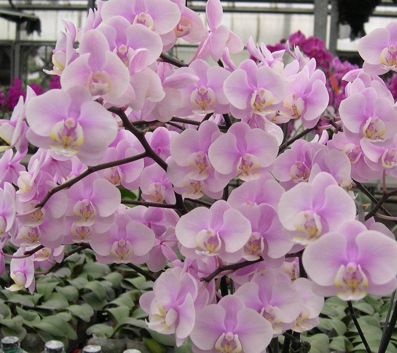 Princessorchid